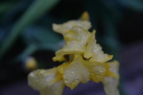 Meadow iris flower Stock Photos