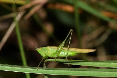 Meadow Katydid in Springtime Foto stock