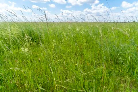 Meadow landscape with cloudscape for backgrounds Stock Photos
