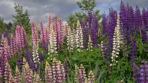 Meadow landscape with flowering lupines, close-up Stock Footage 84789853