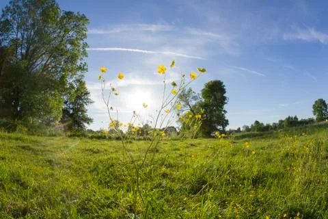 Meadow landscape Stock Photos