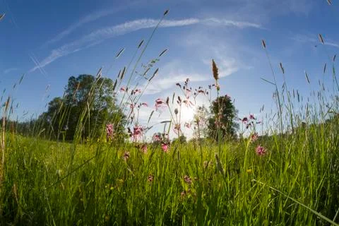 Meadow landscape Stock Photos
