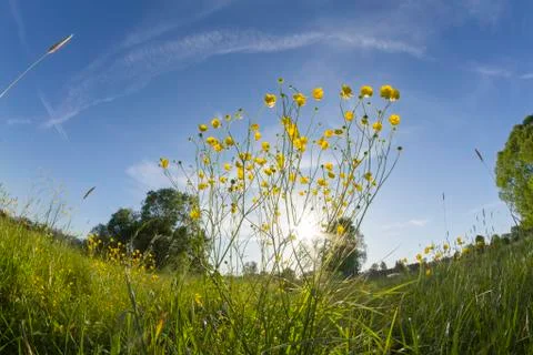 Meadow landscape Stock Photos