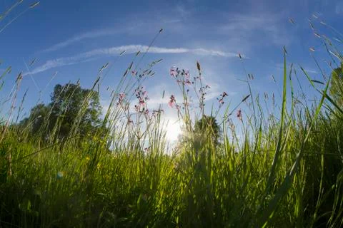 Meadow landscape Stock Photos