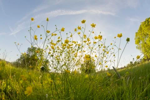 Meadow landscape Stock Photos