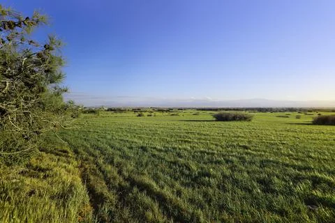 The meadow landscape with soft light Stock Photos