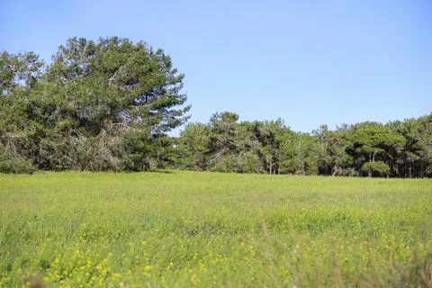 The meadow landscape with soft light Stock Photos