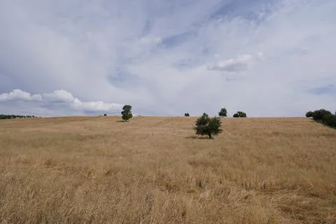 Meadow landscape, sparse tree landscape, yellow grass landscape, sky in blue Stock Photos