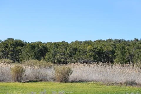 The meadow landscape with trees Stock Photos