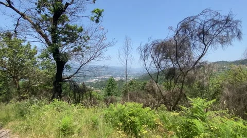 Meadow with large trees, blue sky, and distant hill view 🌳🏞️ 動画素材 310914714