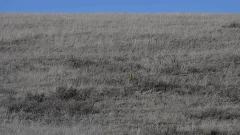 Meadow Lark in Canada Stock Footage 337841817