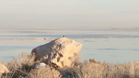 Meadow lark Stock Footage 2721096