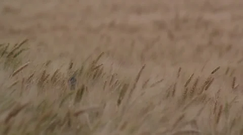 Meadow lark in wheat field 動画素材 35663020