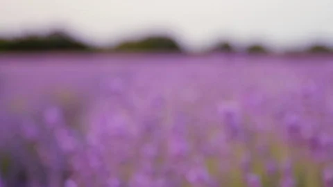 Meadow of lavender flowers. Vidéo 70185810