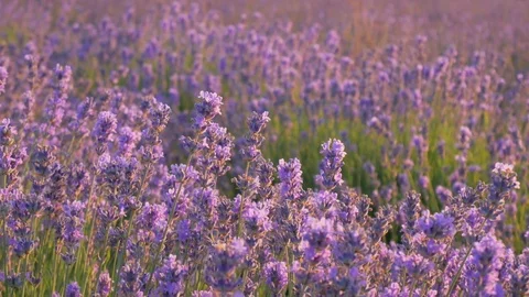 Meadow of lavender. 動画素材 83741247