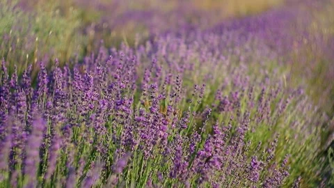 Meadow of lavender. Stock Footage 334439133