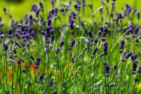 Meadow lavender Foto stock
