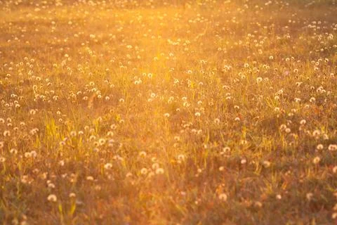 Meadow in the light of the setting sun Stock Photos
