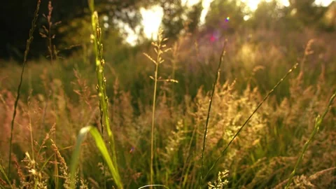 Meadow of long grass with sunlight background Stock Footage 345159533