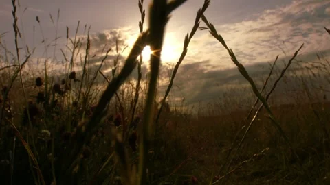 Meadow of long grass with sunset background Video stock 339095756