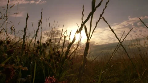 Meadow of long grass with sunset background Stock Footage 340841439