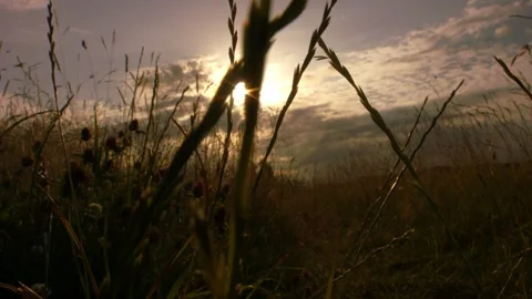 Meadow of long grass with sunset background Stock Footage 345729651