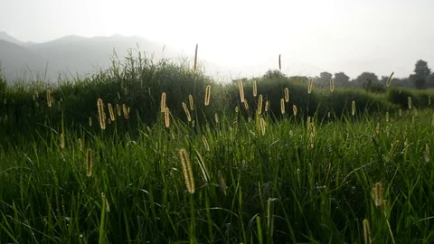 Meadow of Lush Grass, Summer, Camera Pan Stock Footage 86741204