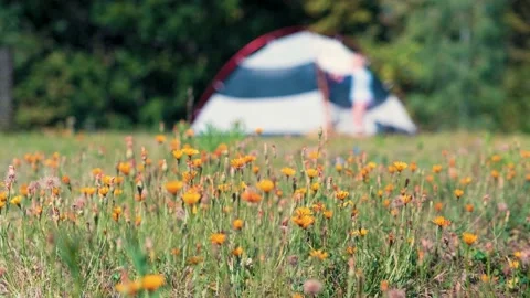 A meadow with meadow flowers Video stock 138010030