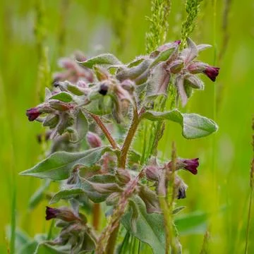 Meadow medicinal plant Nonea pulla in nature Stock Photos