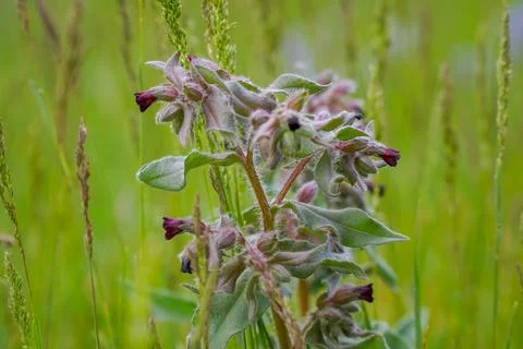 Meadow medicinal plant Nonea pulla in nature Stock Photos