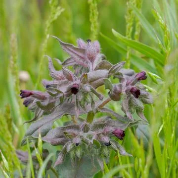 Meadow medicinal plant Nonea pulla in nature Stock Photos