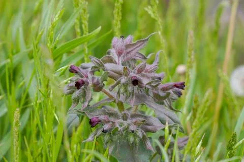Meadow medicinal plant Nonea pulla in nature Stock Photos