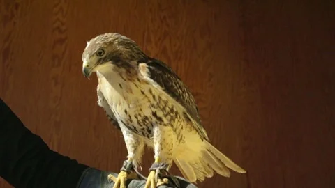 Meadow medium shot 01 Stock Footage 71691615