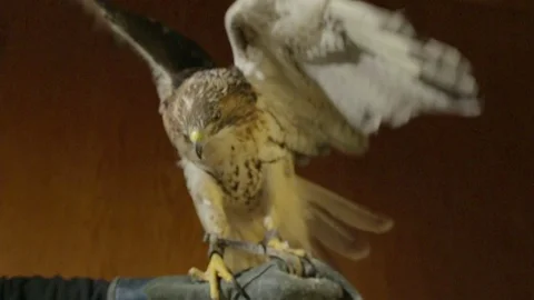 Meadow medium shot 02 Stock Footage 71691898