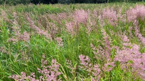 	Meadow with Melinis repens grass. Stock Footage 317394034