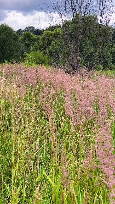 Meadow with Melinis repens grass. Vertical video. Stock Footage 317394059