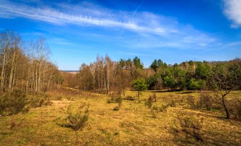 Meadow in the middle of the forest Foto stock
