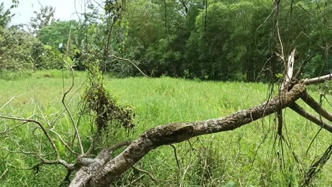 Meadow in the middle of the garden Stock Footage 234716018