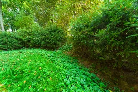 Meadow in mixed forest Stock Photos