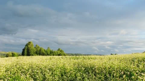 Meadow. Motion clouds. Stock Footage 10775370
