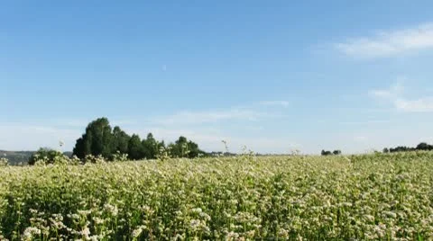 Meadow. Motion clouds. Stock Footage 10775375