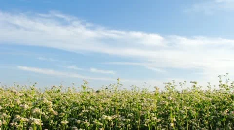 Meadow. Motion clouds. Stock Footage 10775381