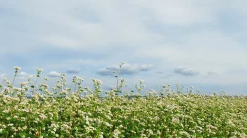 Meadow. Motion clouds. Video stock 10775387