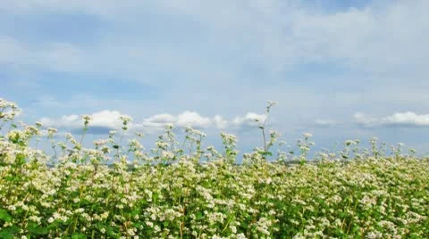 Meadow. Motion clouds. Stock Footage 10775389