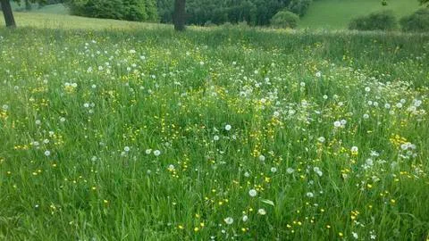 A meadow on the mountain Stock Photos