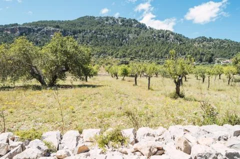 Meadow with mountains view Stock Photos