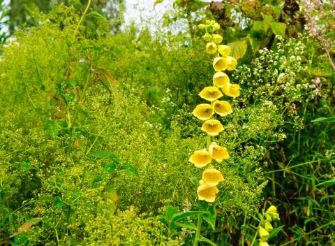 Meadow on a mountainside with forest in the background. Stock Photos