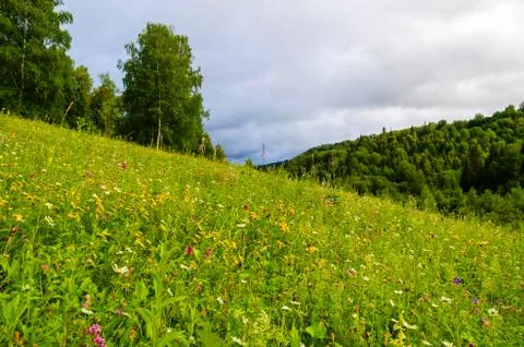 Meadow on a mountainside with forest in the background. Stock Photos