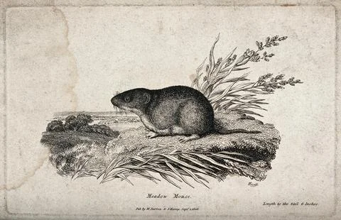 A meadow-mouse is sitting on a patch of grass on a small hill overlooking t.. Ilustración de archivo