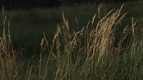 Meadow moving in the wind Stock Footage 65376581